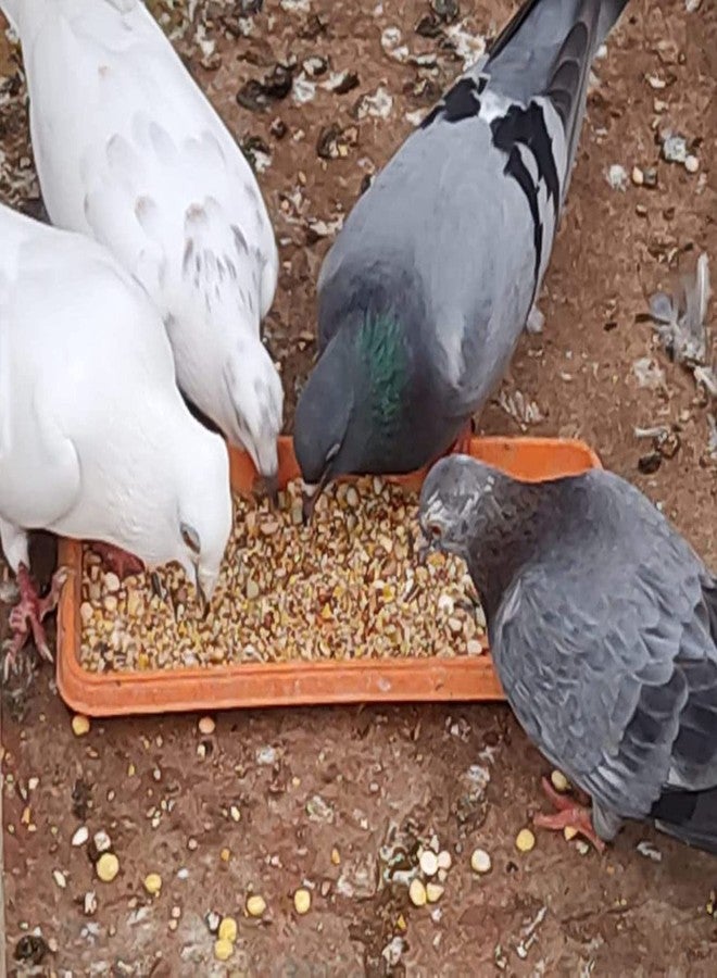 One Top Multi Mixed Seeds Nuts Natural Birds Foods 1KG for Cockatiel, Love Birds, Parrots, Budgies, Dove Grain and Seeds and All Eating Birds - Image 3
